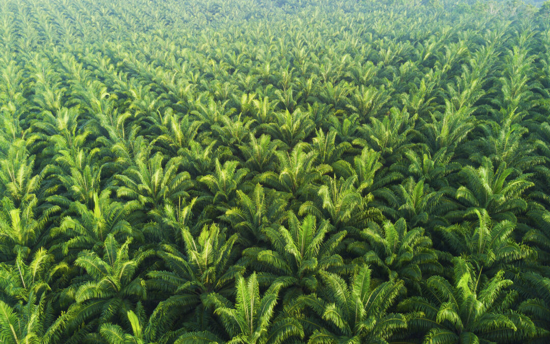 Managing director – oil palm plantation and downstream industries