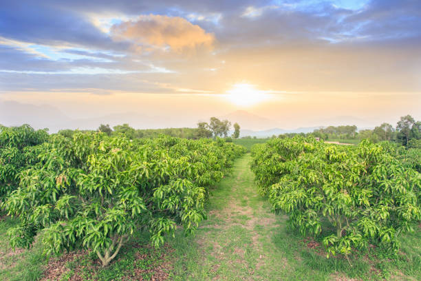 Head of Plantations, Jatropha – Ghana